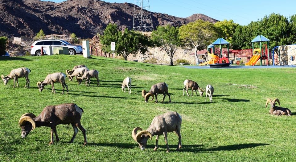 Grand Canyon West & Hoover Dam Combo Tour Gallery Image 3