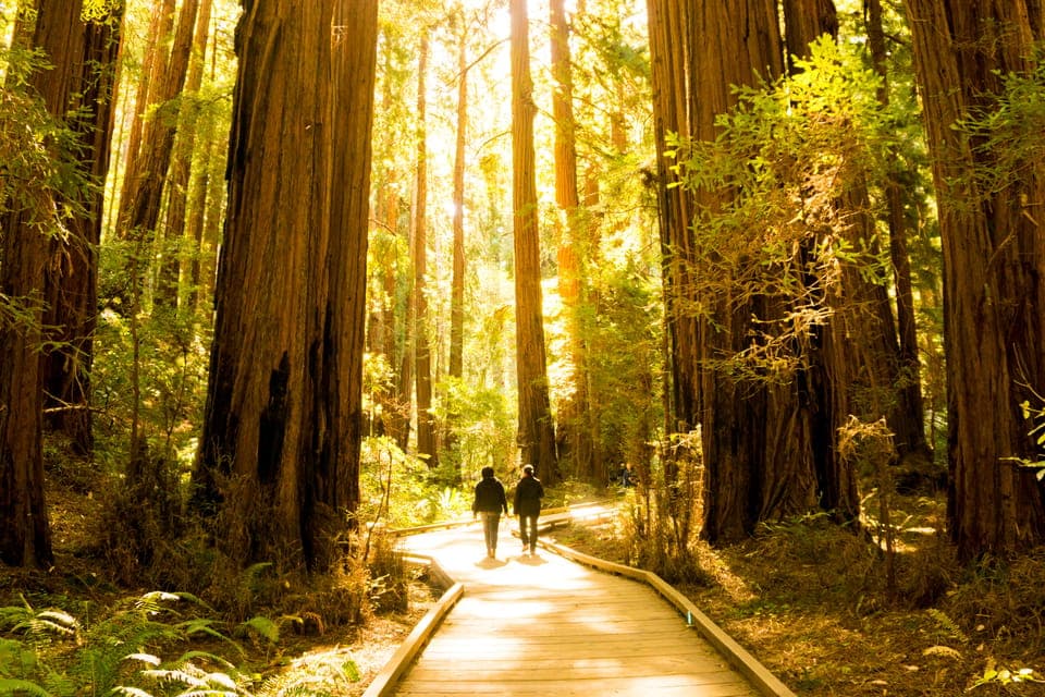 Hop-On Hop-Off + Muir Woods Tour - Image NaN