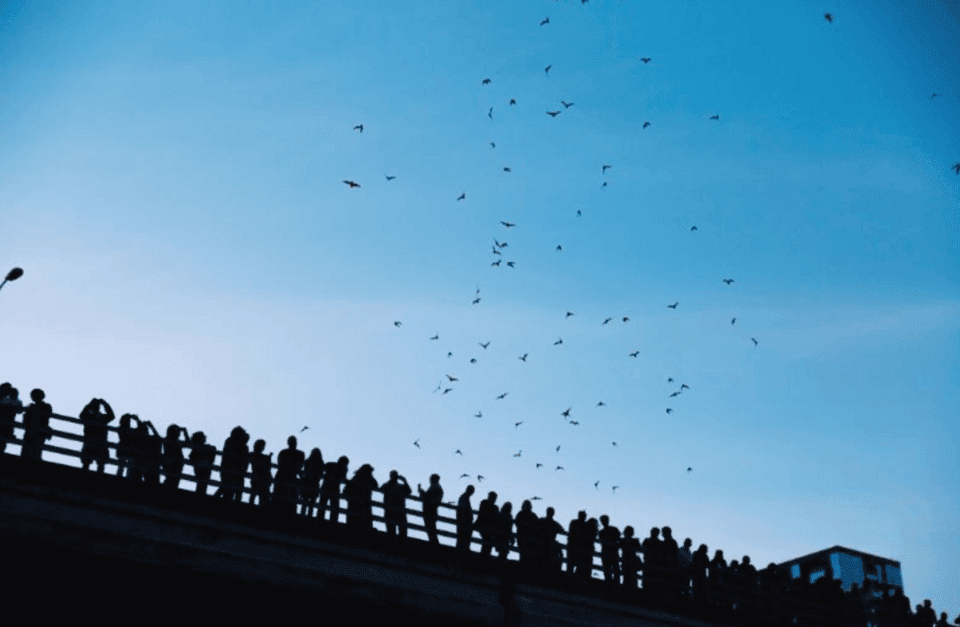 Sunset Boat Cruise with Bat Watching Gallery Image 2