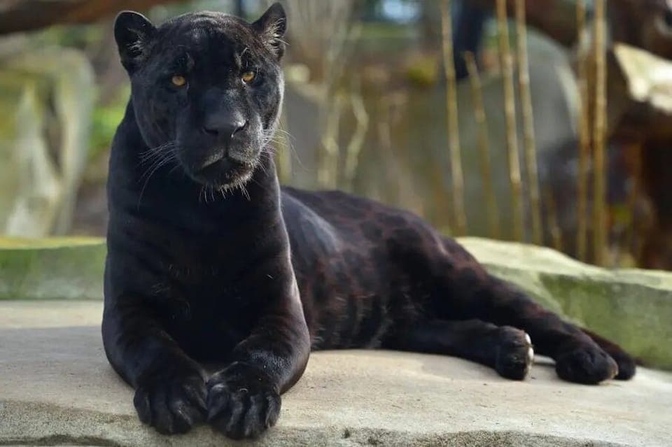 Paris Zoological Park Entrance Ticket Gallery Image 3
