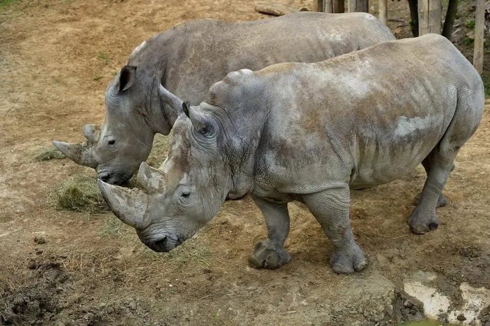 Paris Zoological Park Entrance Ticket Gallery Image 4