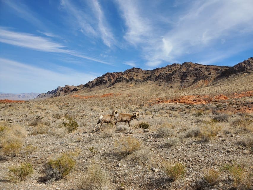 Hoover Dam & Valley of Fire Day Trip with Brunch Gallery Image 2