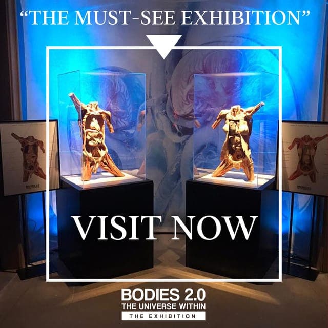 Santa Monica: BODIES 2.0 The Universe Within Exhibit Ticket Gallery Image 3