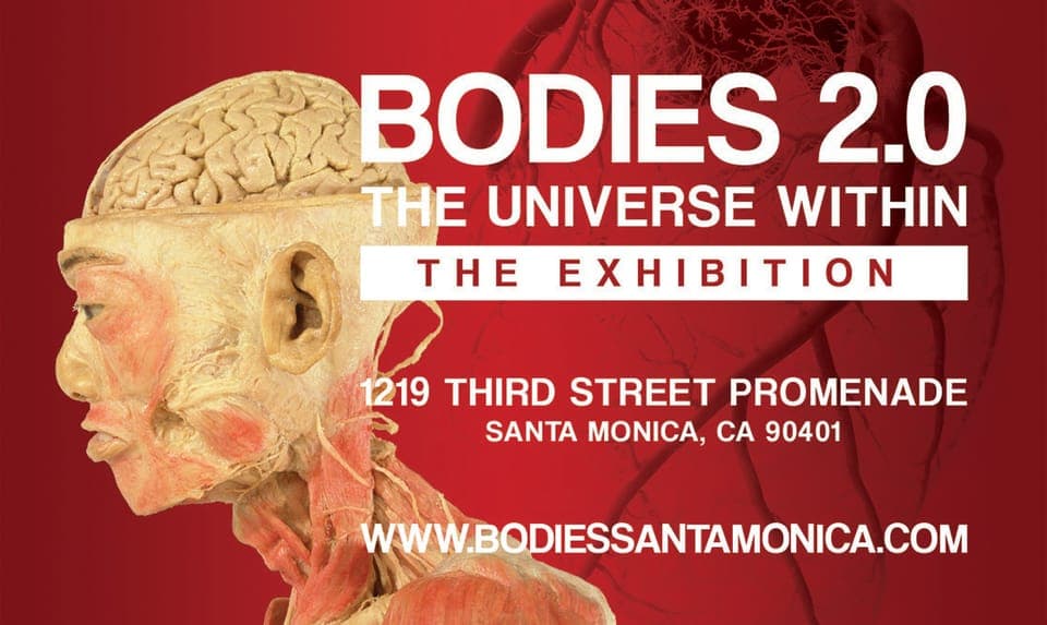 Santa Monica: BODIES 2.0 The Universe Within Exhibit Ticket Gallery Image 1