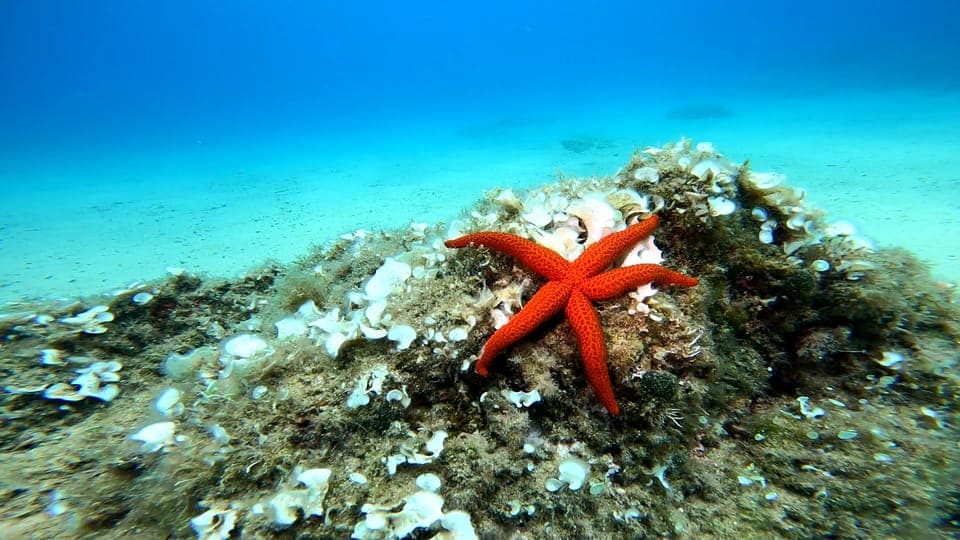 From Barcelona: Tossa de Mar Scuba Diving and 3-Course Meal Gallery Image 4