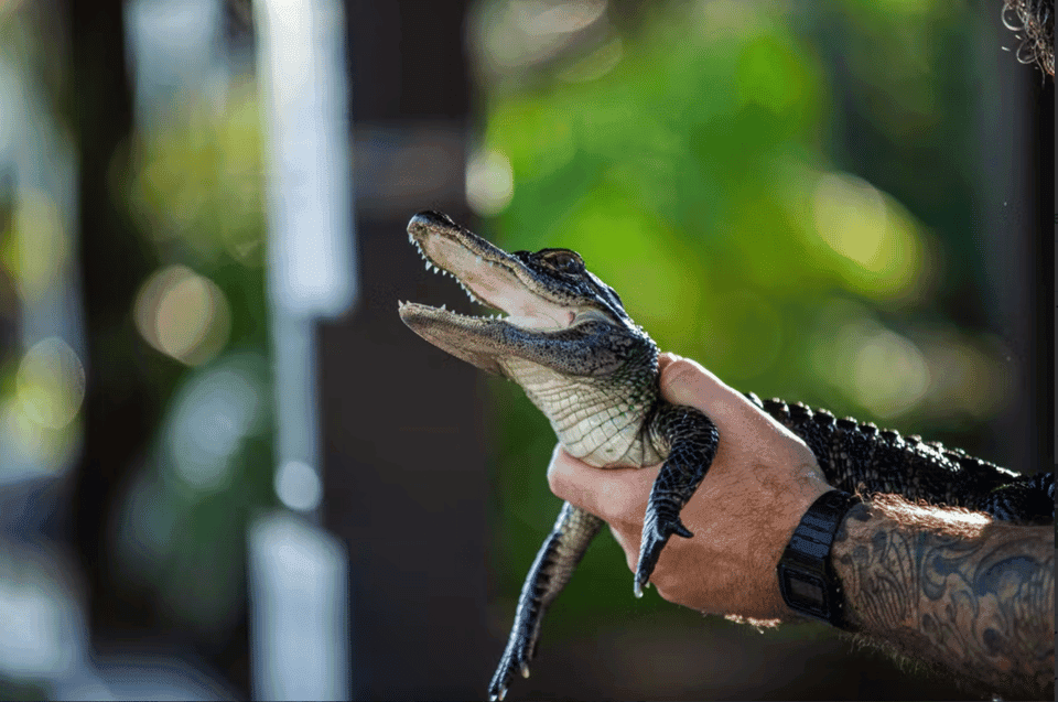 9. Everglades: Sawgrass Park Reptile Exhibit Private Tour - Image 9