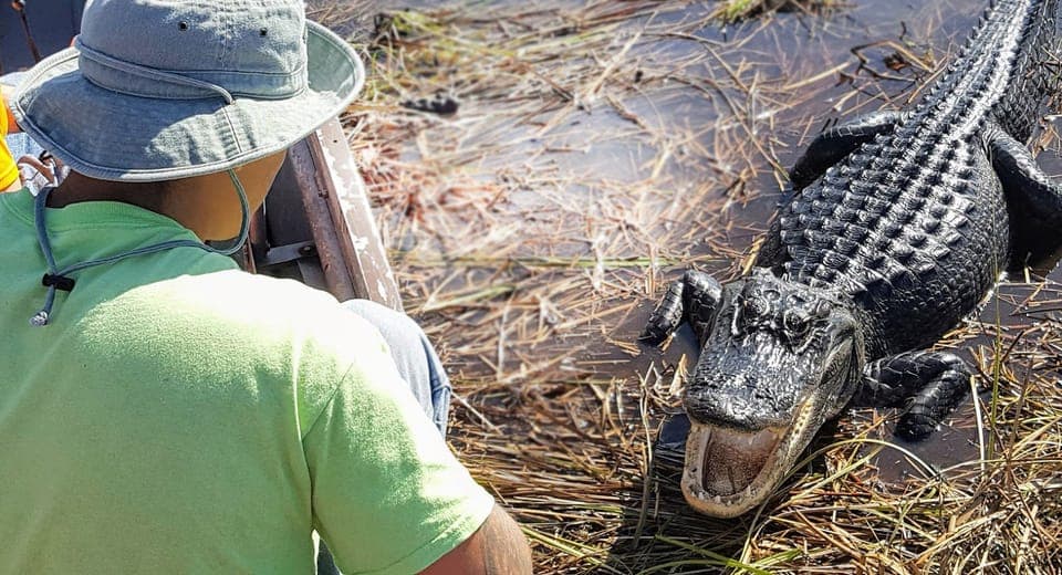 Everglades: Sawgrass Park Airboat Adventure Package Gallery Image 2