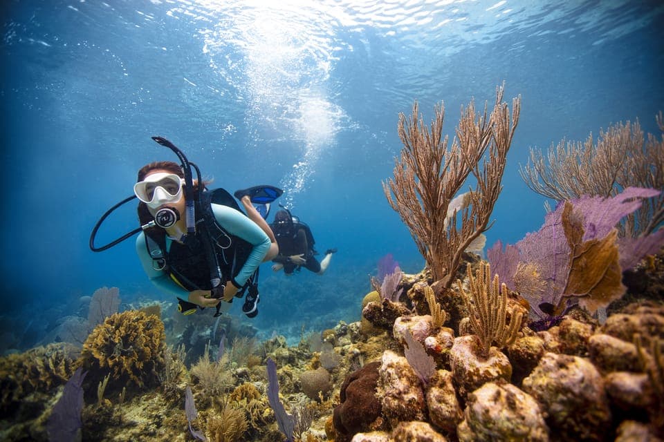 From Dubai: Fujairah Scuba Dive and Snorkeling Gallery Image 4