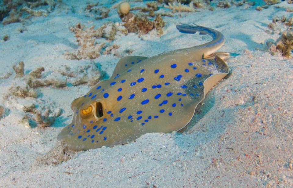 From Dubai: Fujairah Half-Day Scuba Dive and Snorkeling Gallery Image 4