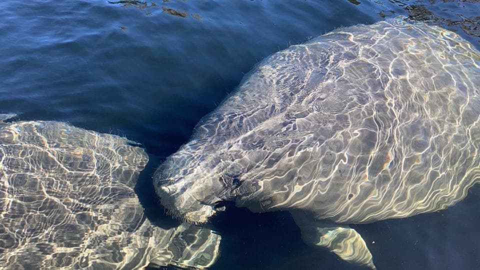 Sanford: Guided SUP or Kayak Manatee-Watching Tour Gallery Image 4