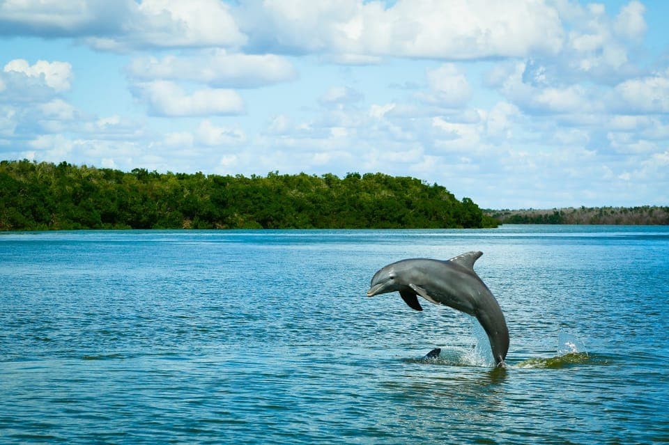 From Miami: Everglades Tour w/ Wet Walk, Boat Trips, & Lunch Gallery Image 2