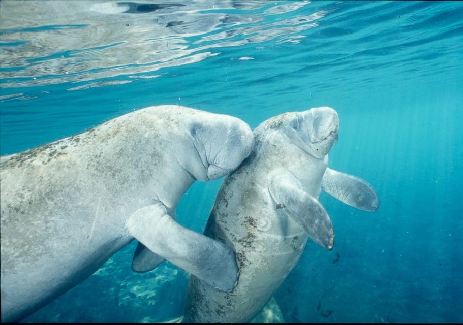 Swim with Manatees and Homosassa State Park Visit Gallery Image 1