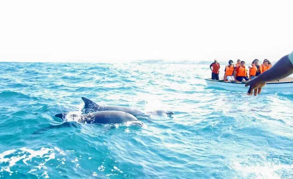 From Miami: Key West with Dolphin Watch or Snorkel Boat Gallery Image 2