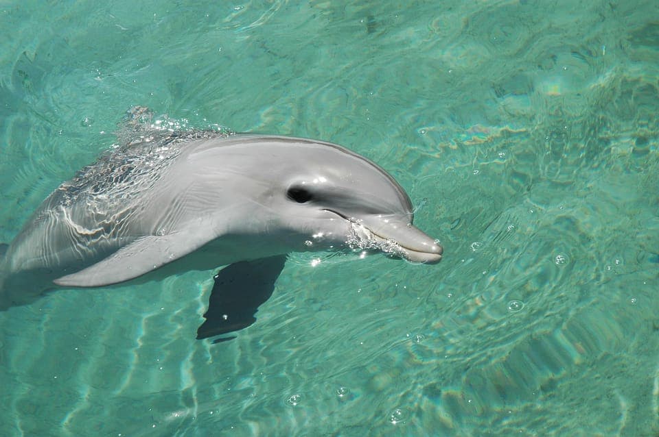 From Miami: Key West with Dolphin Watch or Snorkel Boat Gallery Image 4