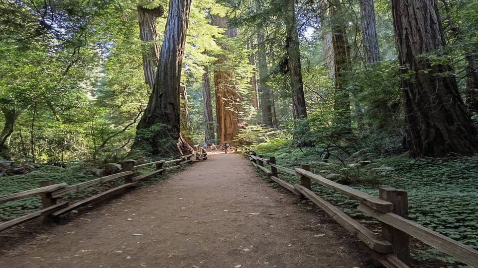 34. Full-Day City Tour w/ Muir Woods & Sausalito - Image 34