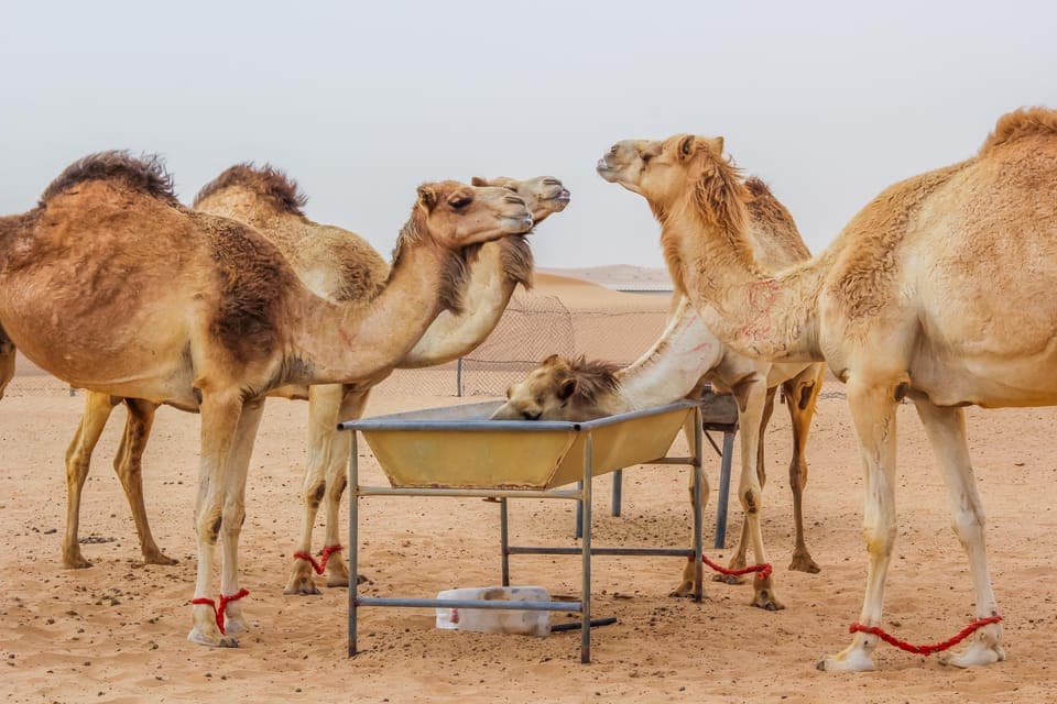 Dubai Sunrise Desert Camel Trek with Breakfast Gallery Image 3