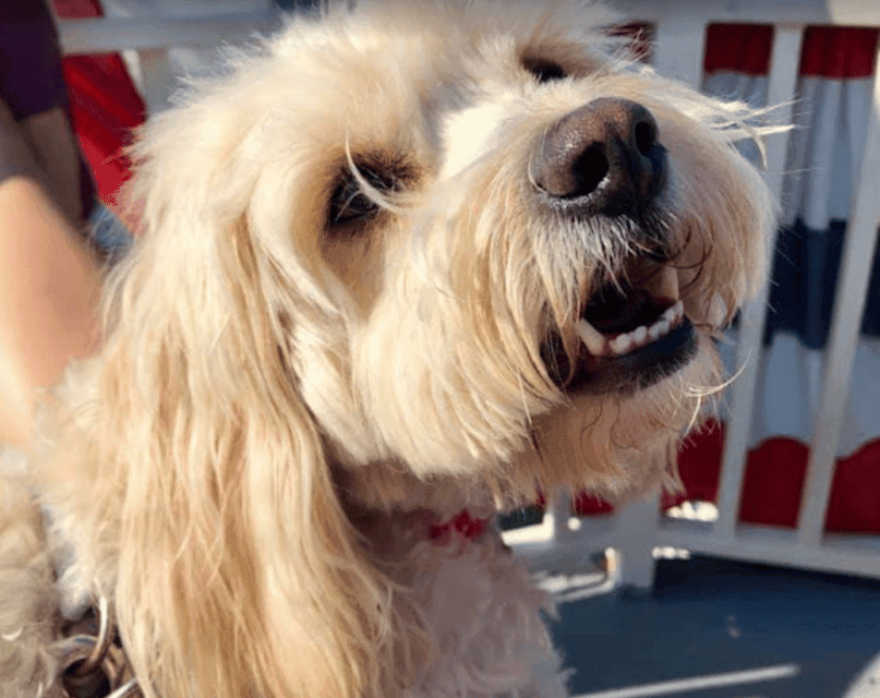 Scenic Harbor Cruise (Dog-Friendly) Gallery Image 4