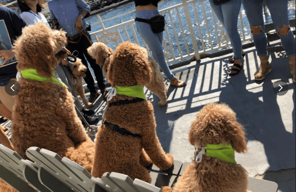 Scenic Harbor Cruise (Dog-Friendly) Gallery Image 2