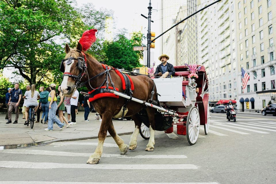 45. Central Park Private Horse and Carriage Tour - Image 45