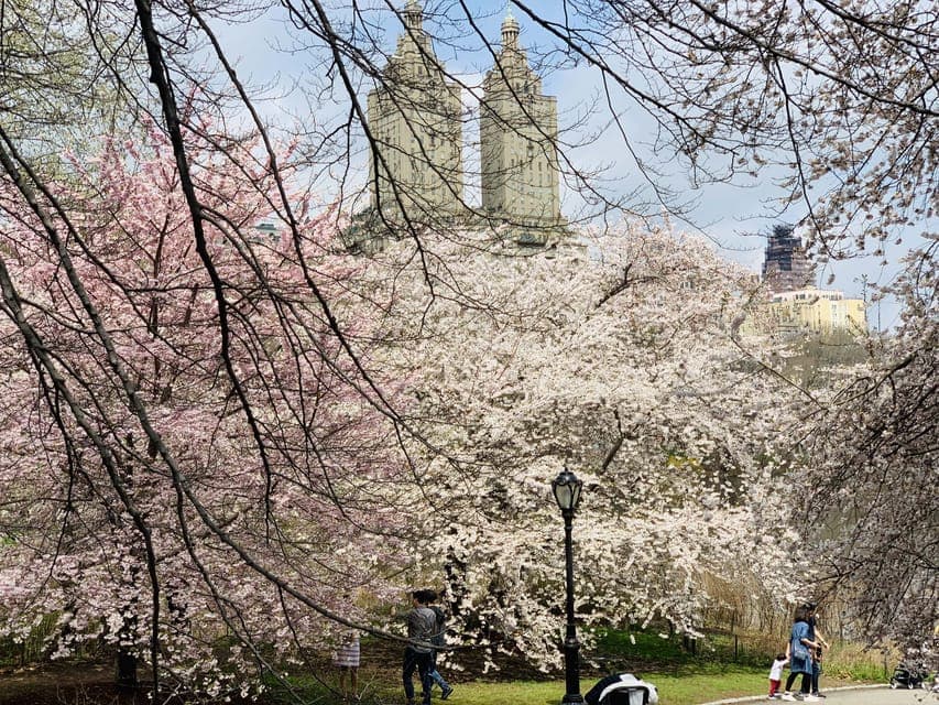 Central Park Private Horse and Carriage Tour Gallery Image 4