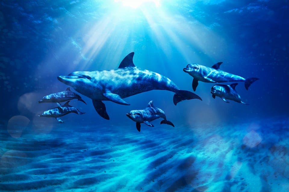 Atlantis Dolphin Paddle with Aquaventure Park Gallery Image 2