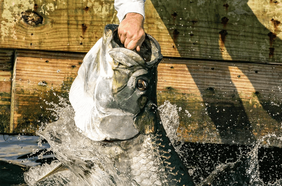 Giant Fish Feeding Experience - Image NaN