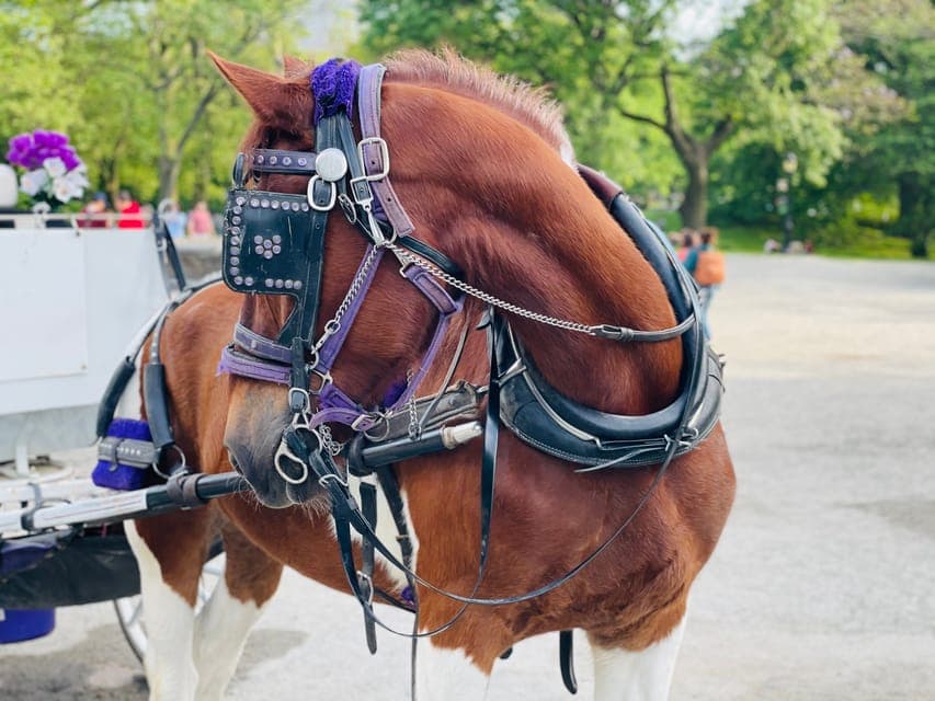 Central Park Private Horse and Carriage Tour Gallery Image 3