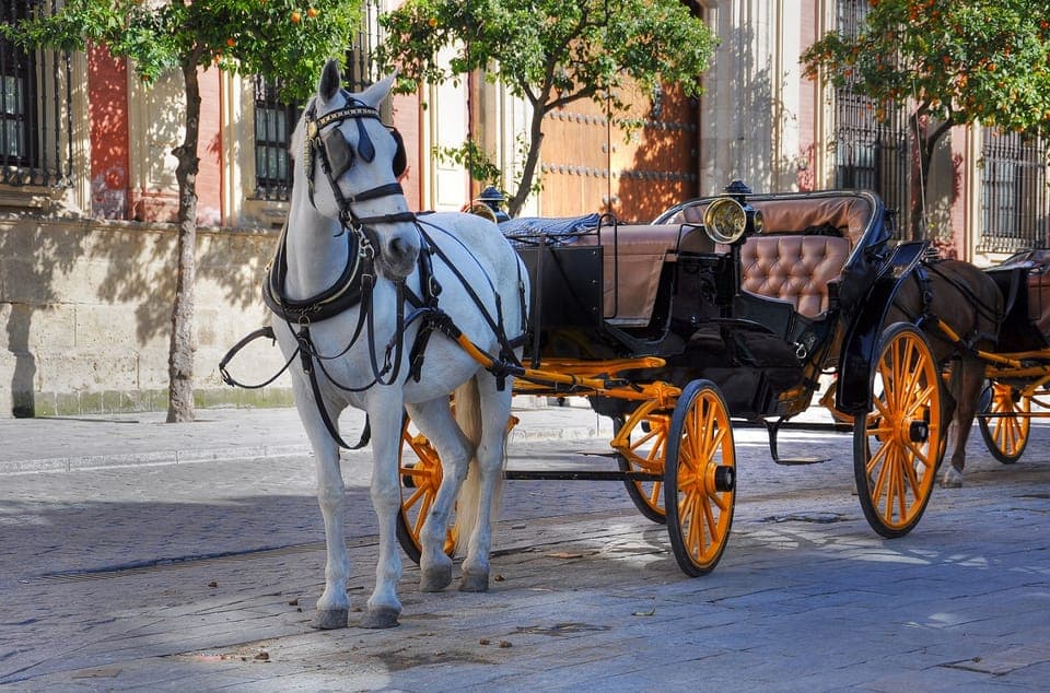 Carriage Ride in Central Park Gallery Image 2
