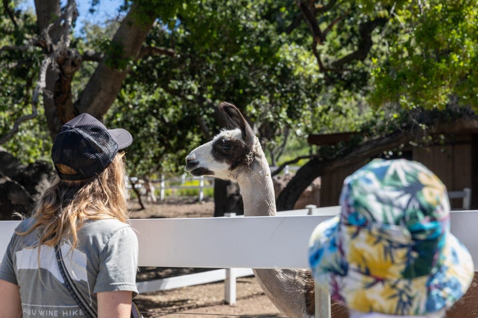 Malibu: Guided Vineyard Hike with Photo Stops and Wine Gallery Image 3