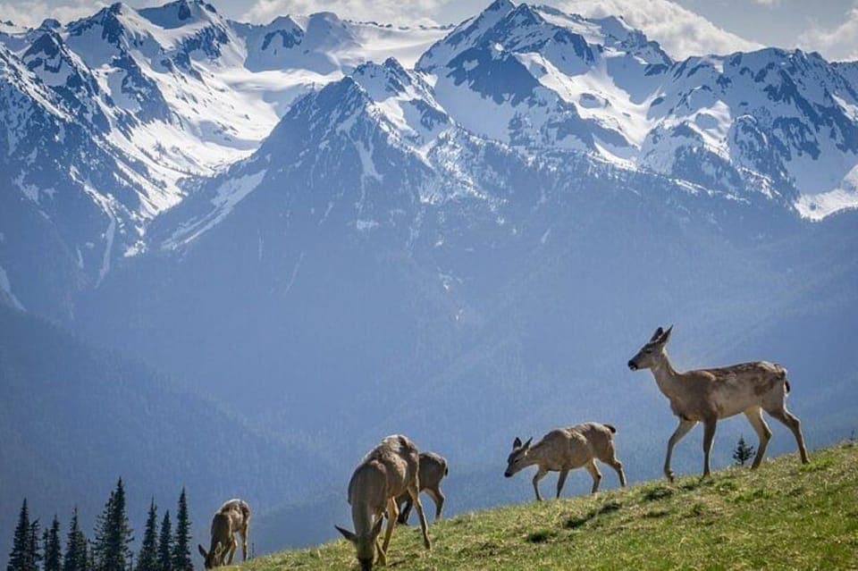 From Seattle: Olympic National Park Full Day Tour Gallery Image 4
