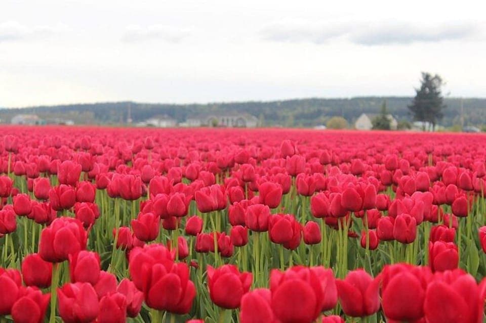 15. From Seattle:Tulip Festival at Skagit Valley and La Conner - Image 15