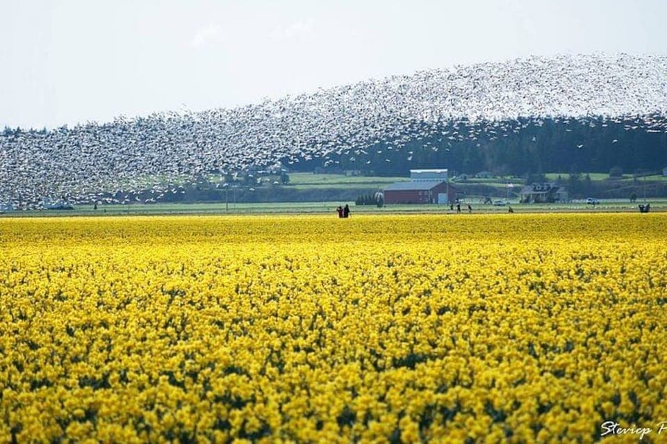 From Seattle:Tulip Festival at Skagit Valley and La Conner Gallery Image 3
