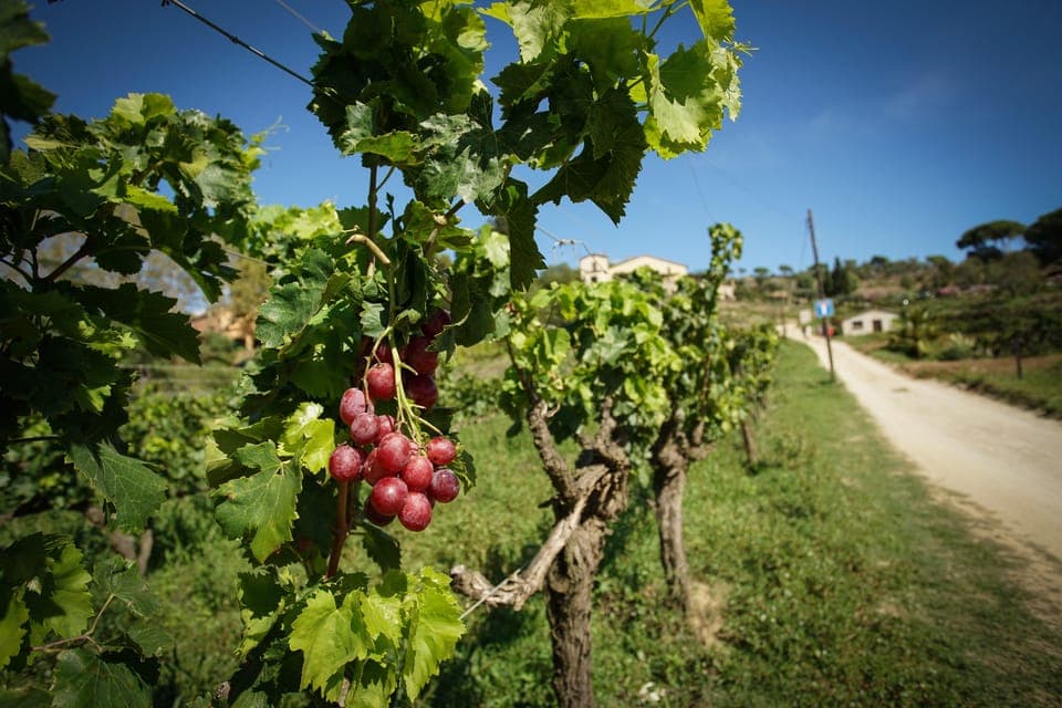 From Barcelona: Sailing and Wine Tasting Experience Gallery Image 1