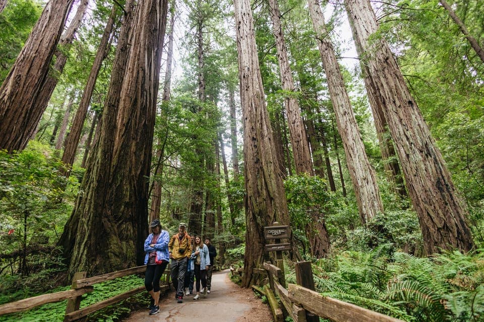 San Francisco: Muir Woods & Sausalito Tour with Ferry Option Gallery Image 2