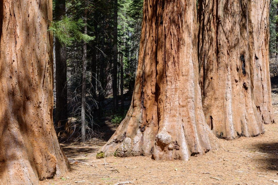 Muir Woods, Sausalito, Golden Gate Bridge, Private Tour Gallery Image 2