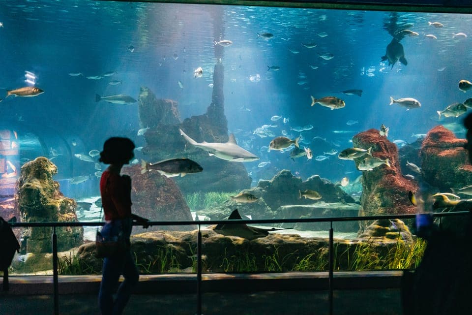 Hop-On Hop-Off Bus & Aquarium Tour Gallery Image 4