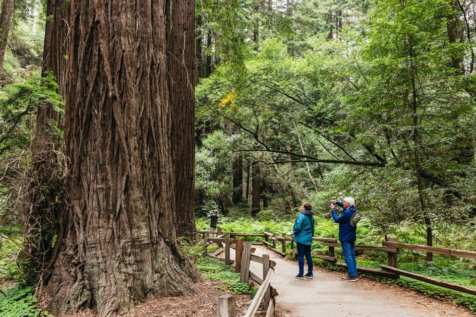 Muir Woods, Napa & Sonoma Valley Wine Tour Gallery Image 1
