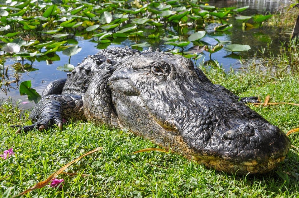 Everglades Safari Park Airboat Tour Gallery Image 2