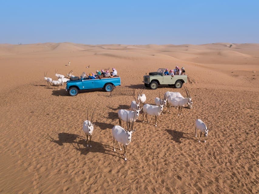 Dubai Morning Bedouin Culture Safari & Traditional breakfast Gallery Image 2