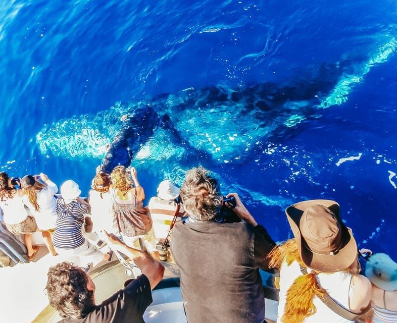 Newport Beach: 2-Hour Whale Watching Tour Gallery Image 1