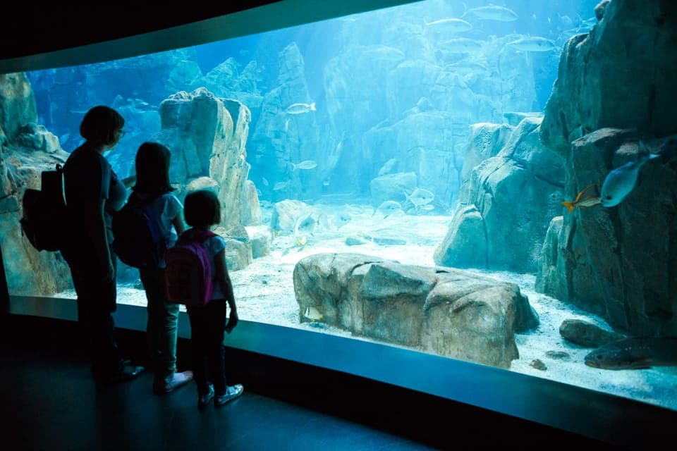 SEA LIFE Orlando Aquarium Gallery Image 2