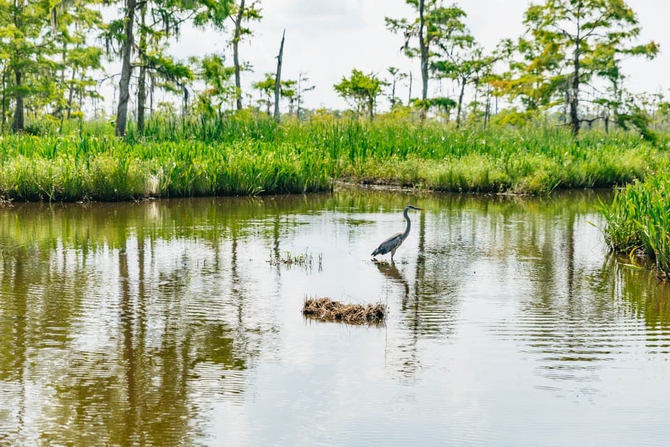 High Speed 9 Passenger Airboat Tour Gallery Image 4