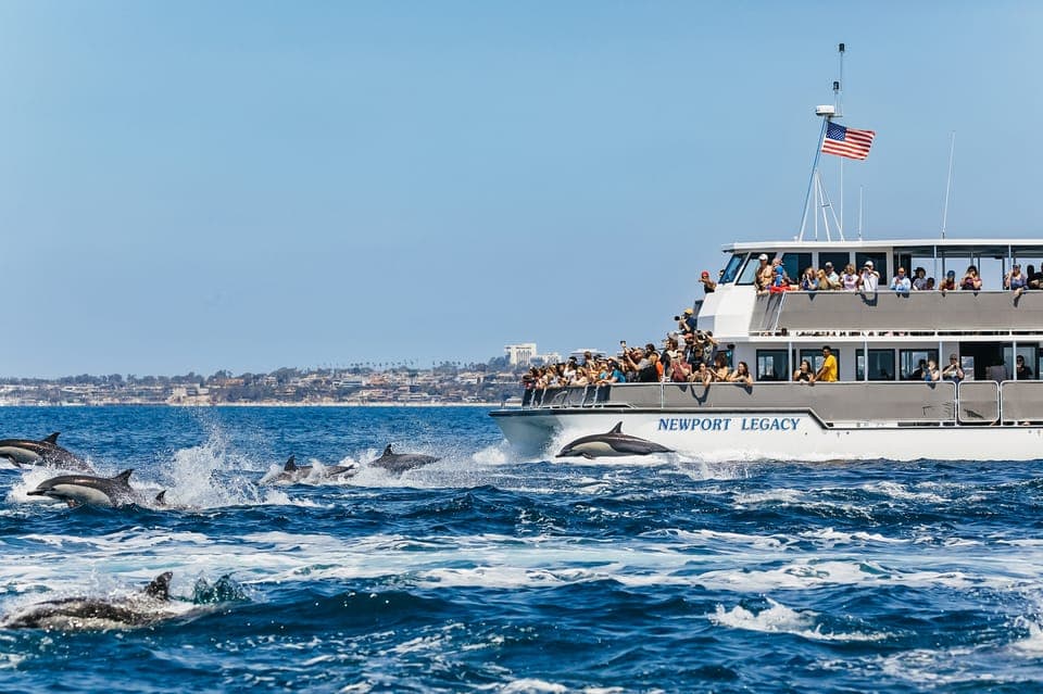 Newport Beach: 2-Hour Whale Watching Tour Gallery Image 3