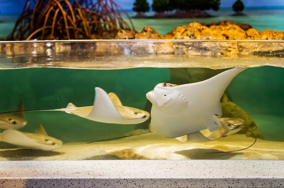 Boston: New England Aquarium Skip-the-Line Entry Ticket Gallery Image 4