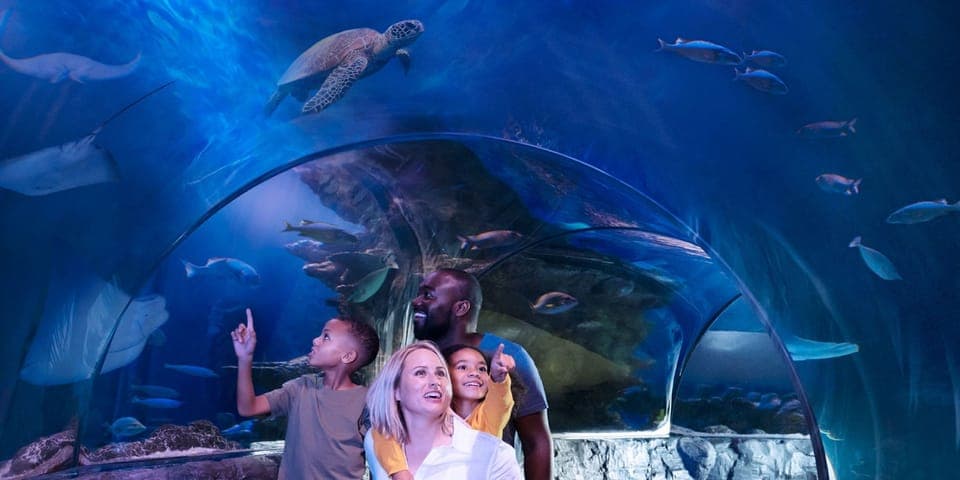 SEA LIFE Orlando Aquarium Gallery Image 4