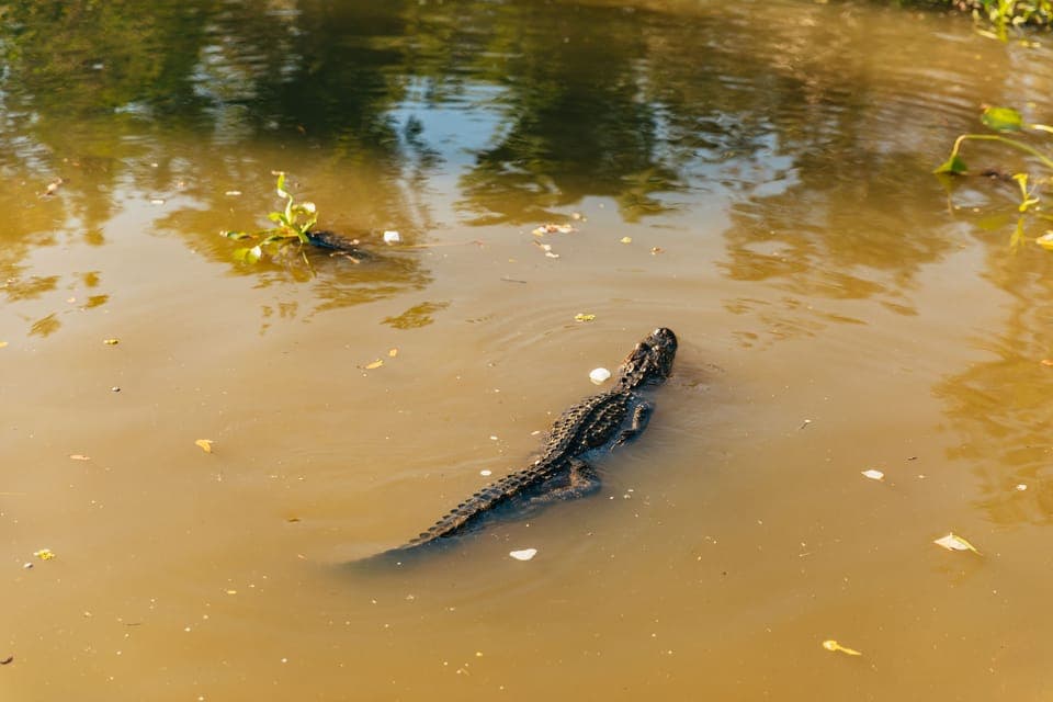 Guided Swamp Cruise by Tour Boat Gallery Image 2