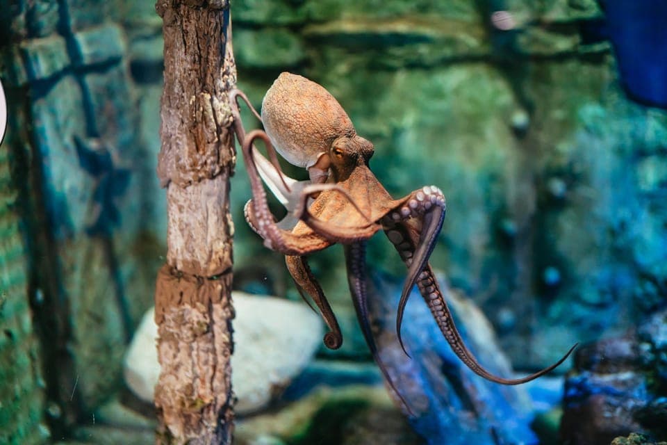 Barcelona Aquarium: Entry Ticket Gallery Image 3