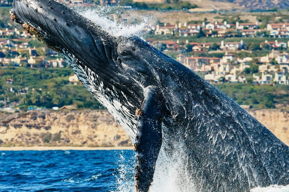 Newport Beach: 2-Hour Whale Watching Tour Gallery Image 2