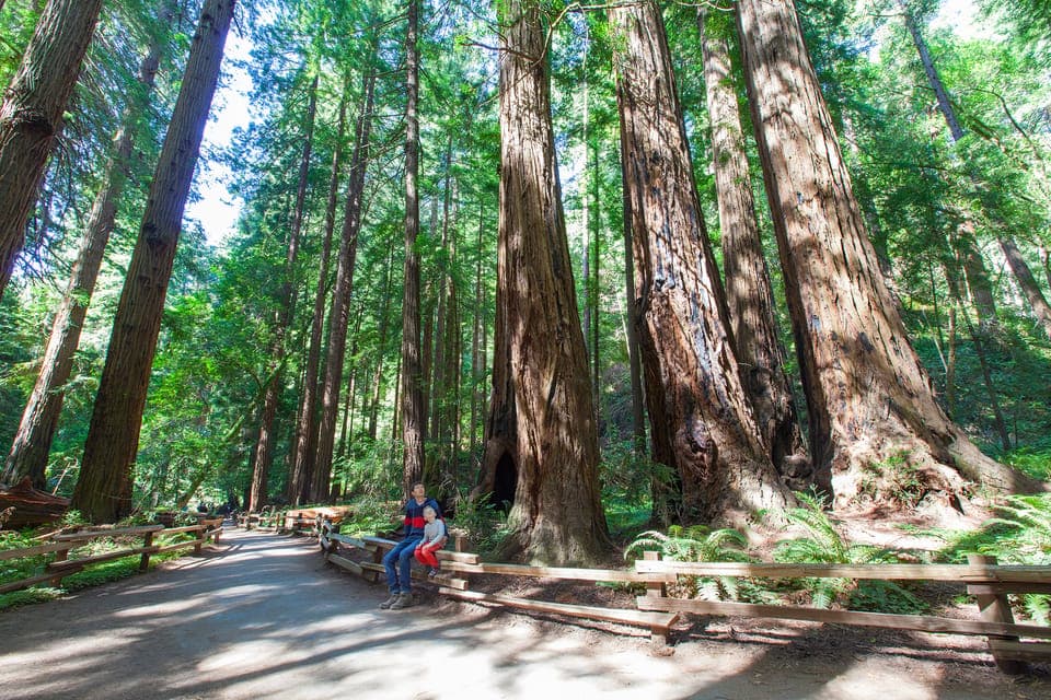 Muir Woods, Sausalito, Golden Gate Bridge, Private Tour Gallery Image 4