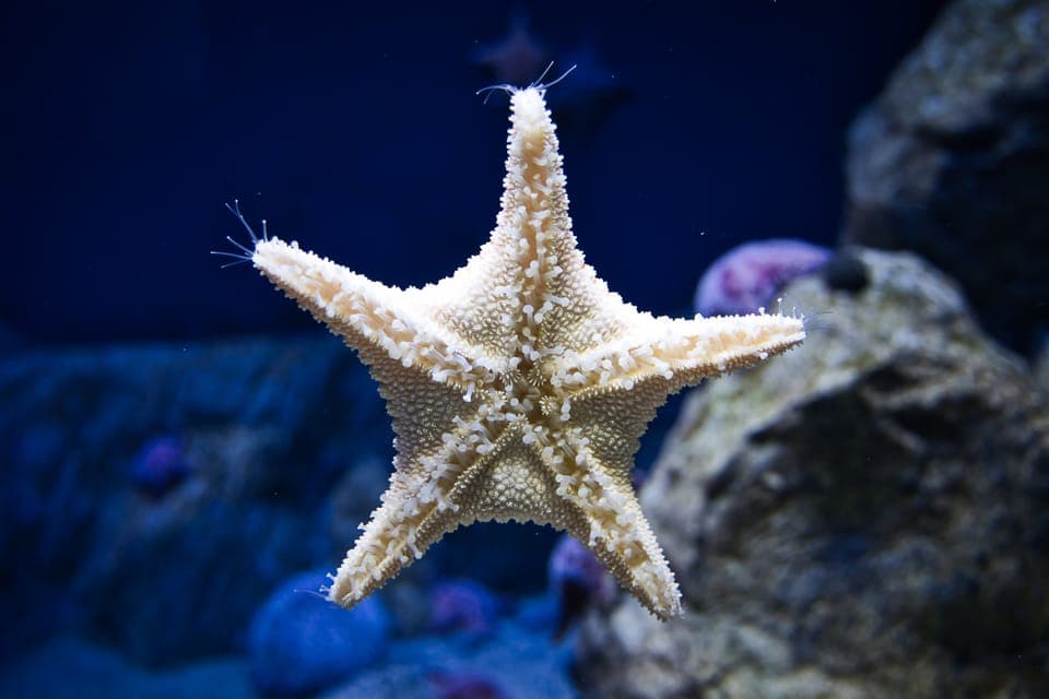 Madame Tussauds and SEA LIFE Aquarium Combo Ticket Gallery Image 4